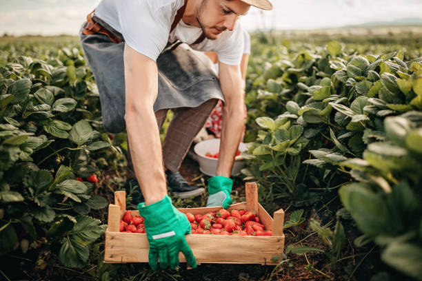 Fruit Farm Jobs in Canada